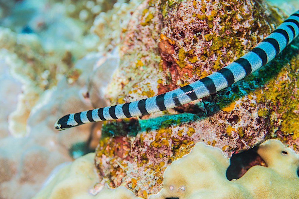 Banded Sea Krait Koh Tao