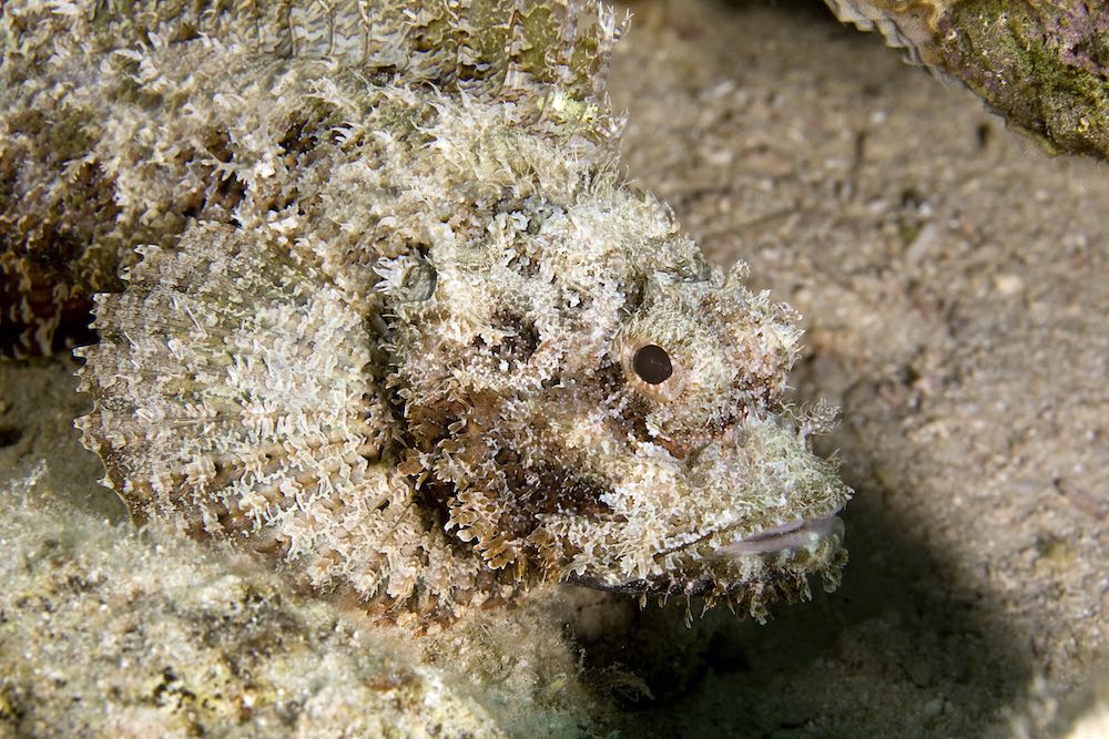 Bearded Scorpion Fish Koh Tao Marine Life