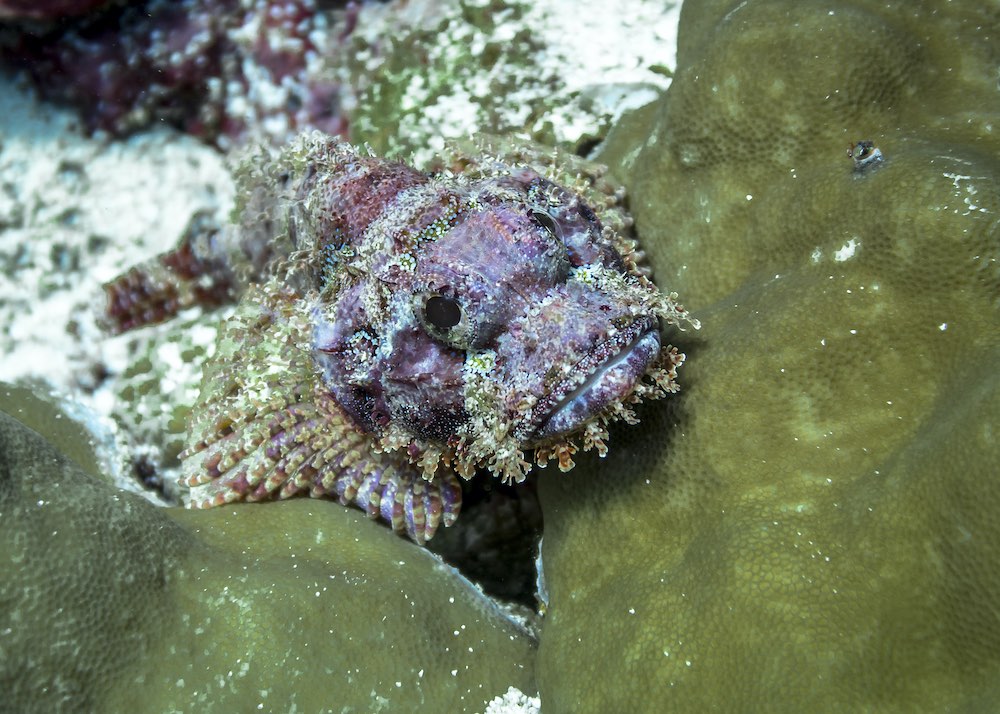 Bearded Scorpion Fish Koh Tao