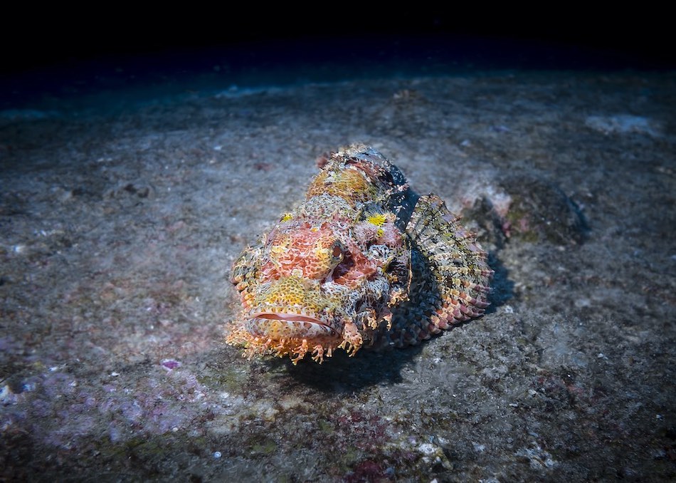 Bearded Scorpion Fish Koh Tao Thailand