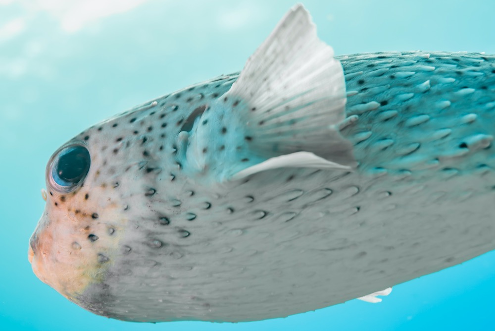 Black Spotted Porcupine Fish Koh Tao Marine Life