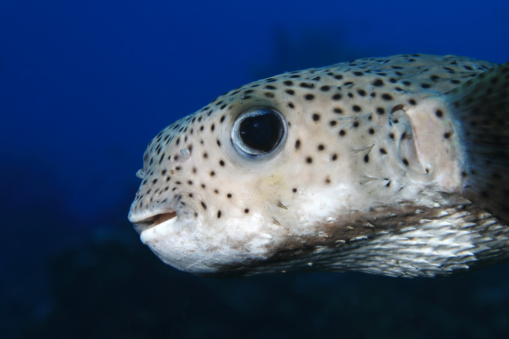 Black Spotted Porcupine Fish Koh Tao