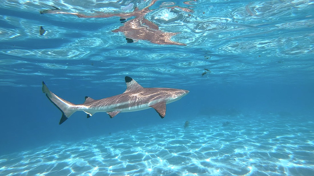 Black Tip Reef Sharks Koh Tao Marine Life