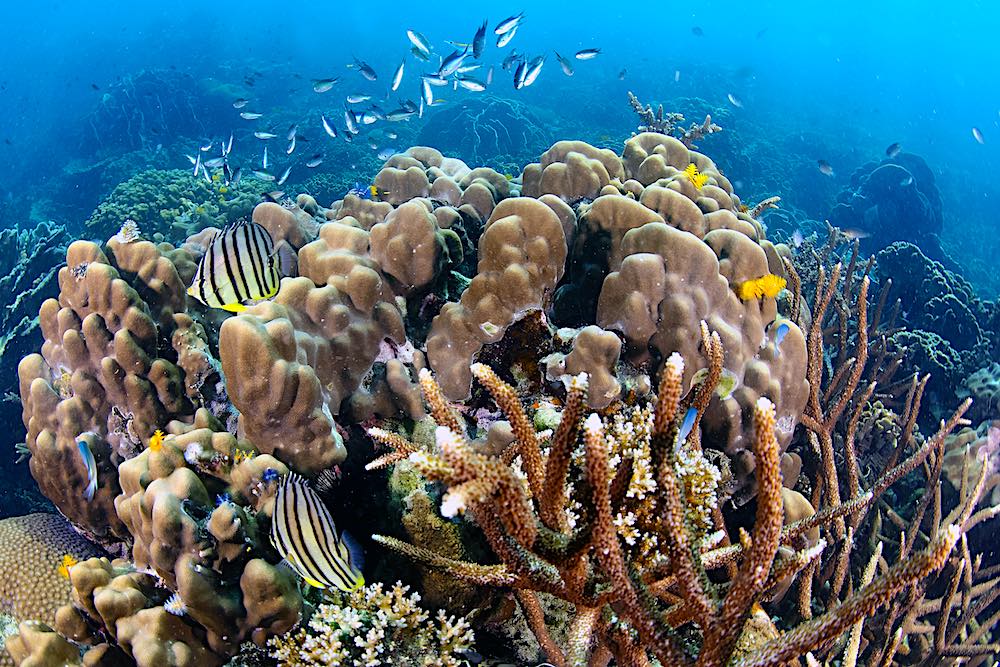 Tropical Eight banded Butterflyfish Fish on Coral Reef