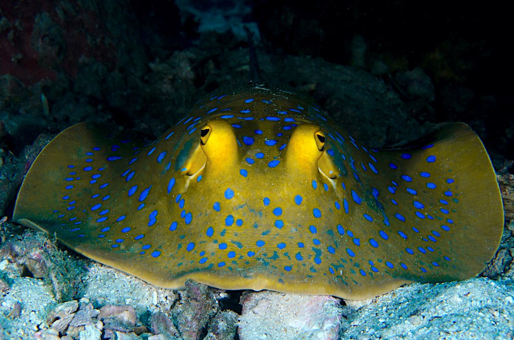 Blue Spotted Ribbontail Ray Koh Tao