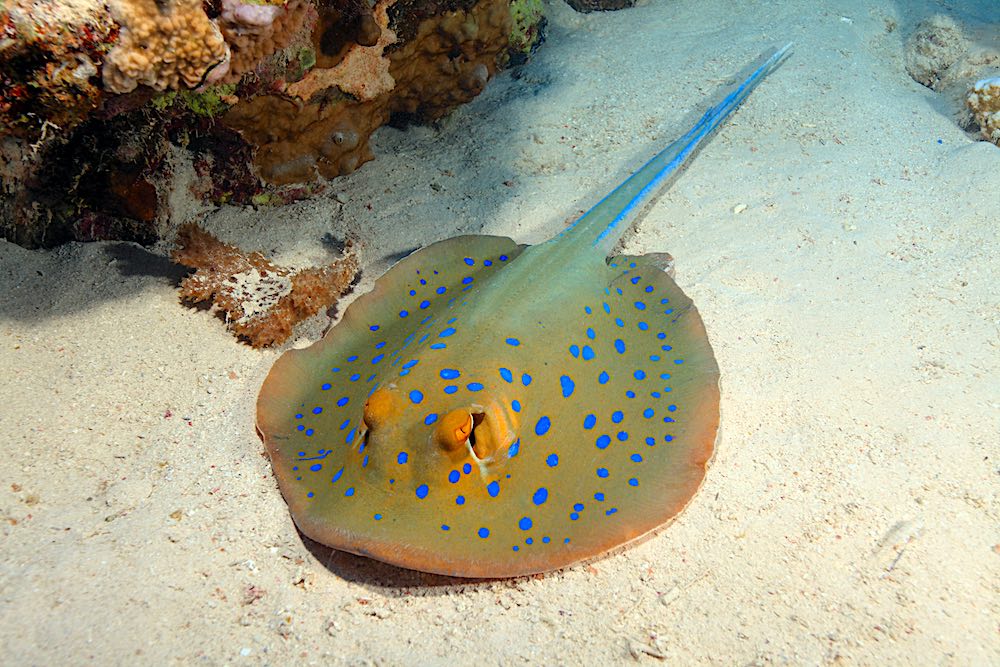 Blue Spotted Ribbontail Ray Koh Tao Marine Life