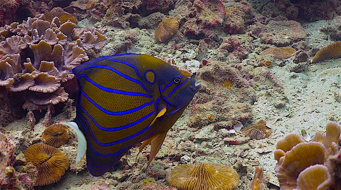 Hin Wong Pinnacle Dive Site Koh Tao - Blue Ringed Angelfish