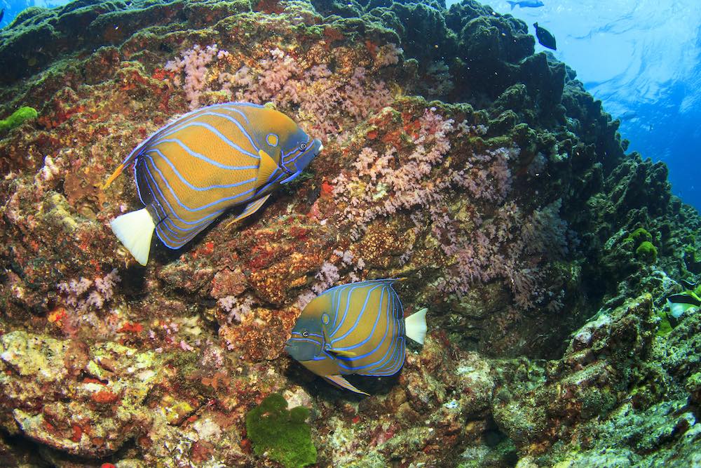 Blue Ringed Angelfish Best Koh Tao Marine Environment