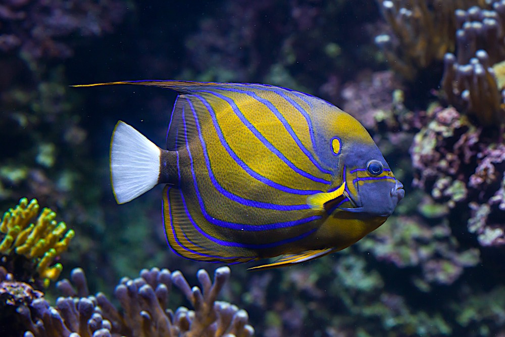 Vie marine, les poissons, le poisson ange à six bandes