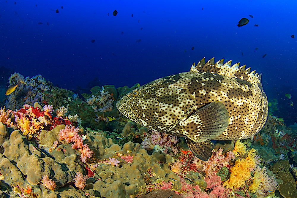 Brown Marbled Grouper - Marine Life