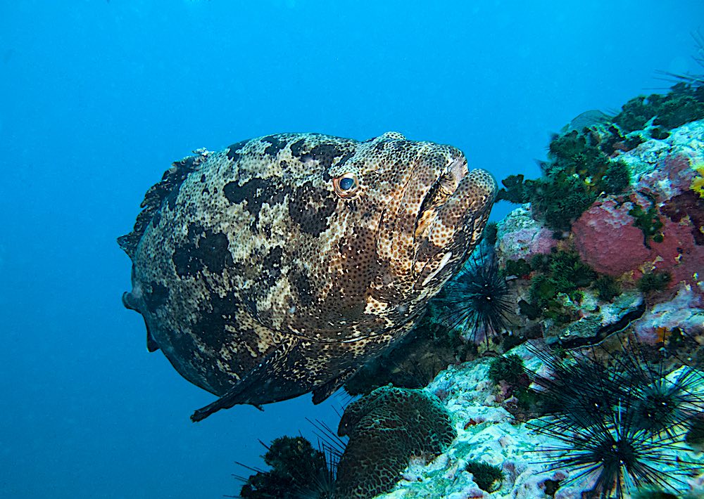 Brown Marbled Grouper Koh Tao Marine Life