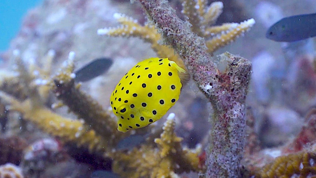 Buoyancy World Dive Site Koh Tao