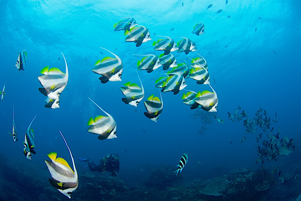 Butterfly Fish of Koh Tao