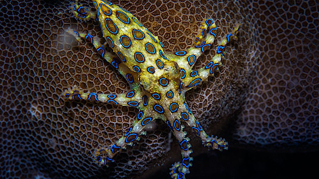 Blue Ringed Octopus Koh Tao