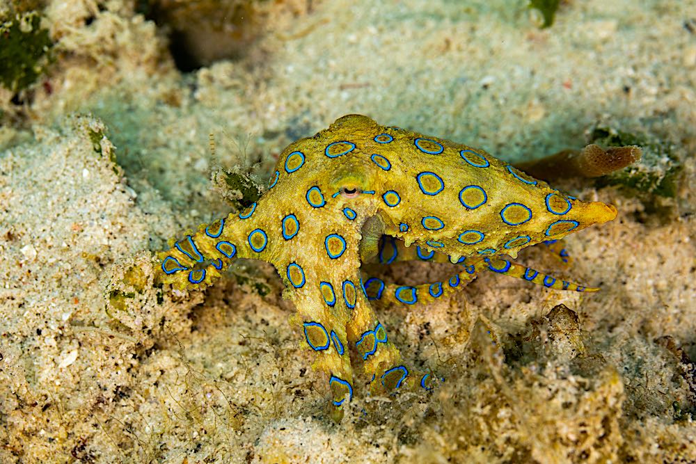 Blue Ringed Octopus - Black Turtle Dive