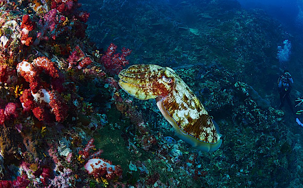 Cuttlefish - Marine Life