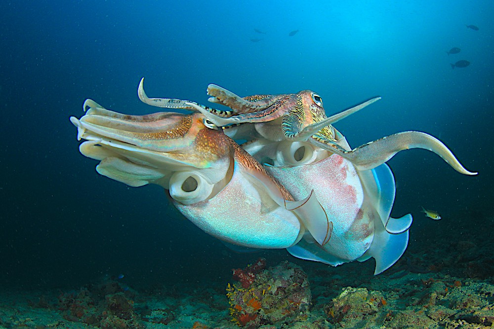 Cuttlefish Mating - Marine Life 