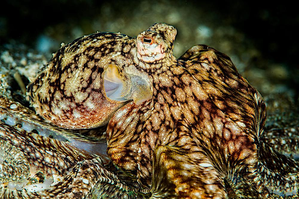 Cephalopods Marbled Octopus - Koh Tao