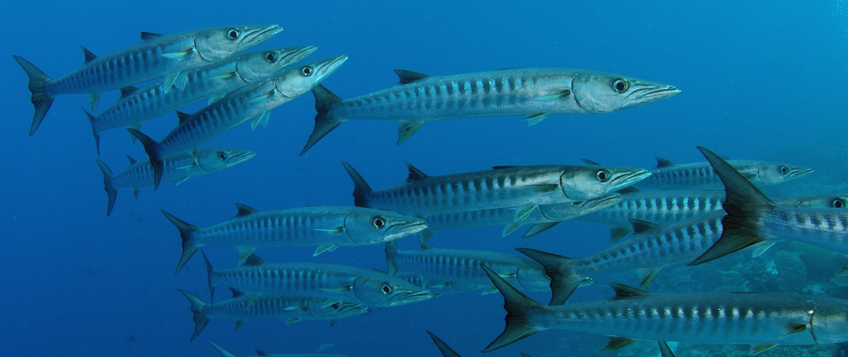 Chevron Barracuda Fish Koh Tao