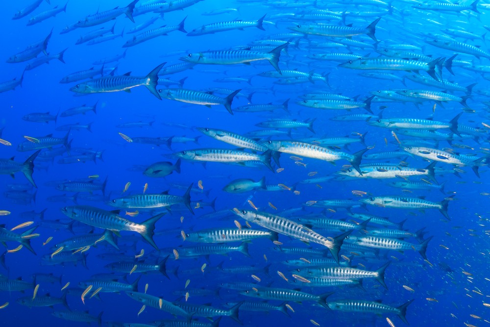 School of Chevron Barracuda Koh Tao