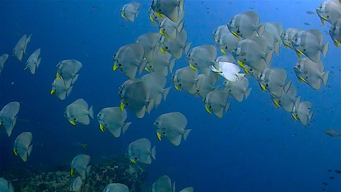 Chumphon Pinnacle Dive Site Koh Tao - Batfish