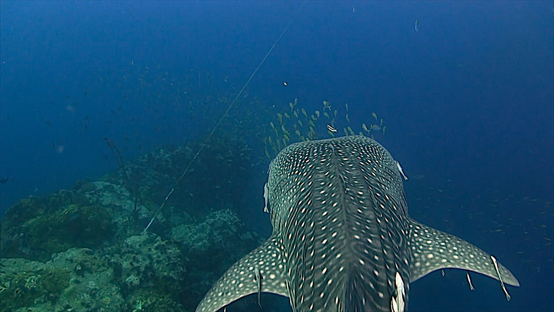 Chumphon Pinnacle Dive Site Koh Tao