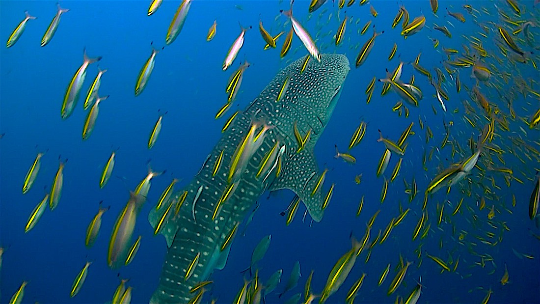 Chumphon Pinnacle Dive Site Koh Tao - Whalesharks