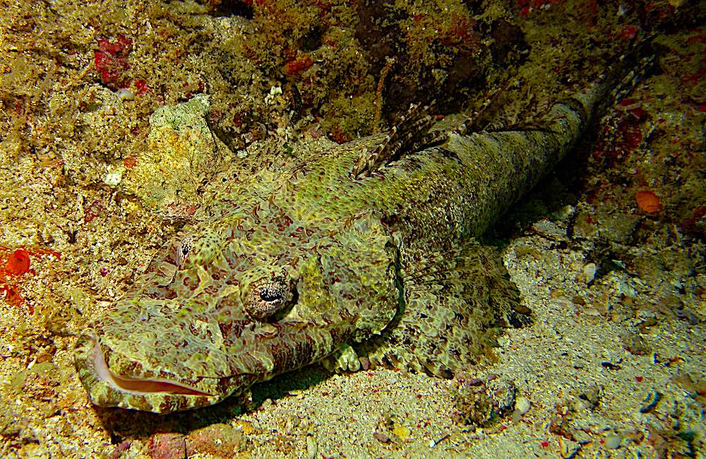 Crocodile Fish - Marine Life