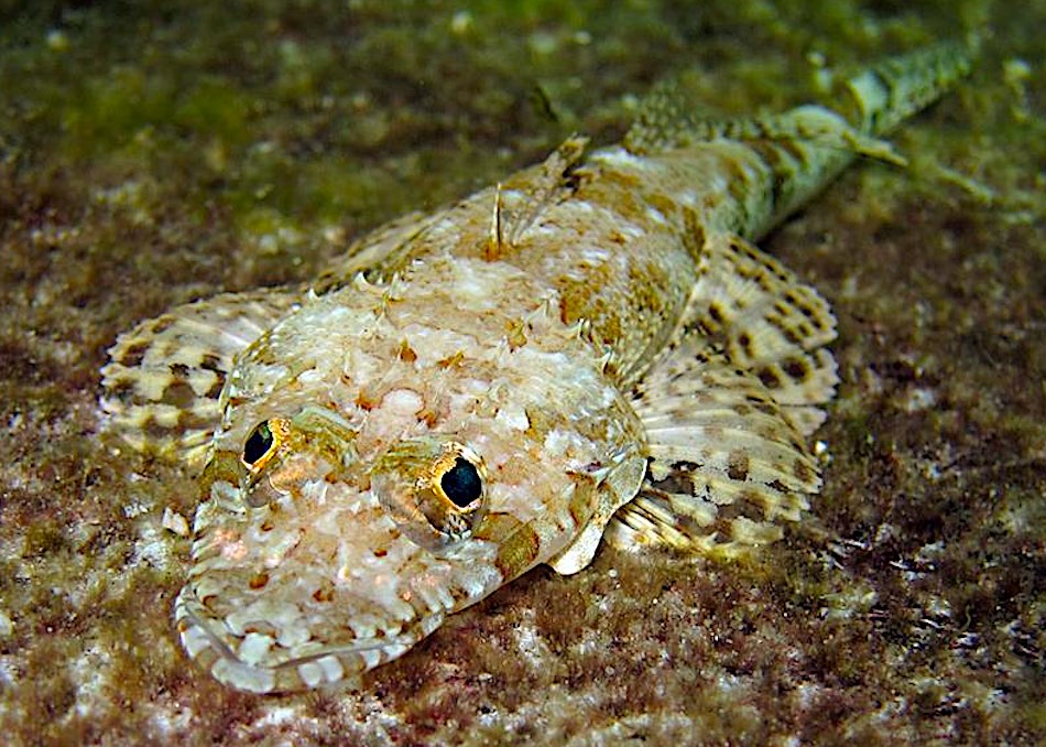 Crocodile Fish - Marine Life Predators