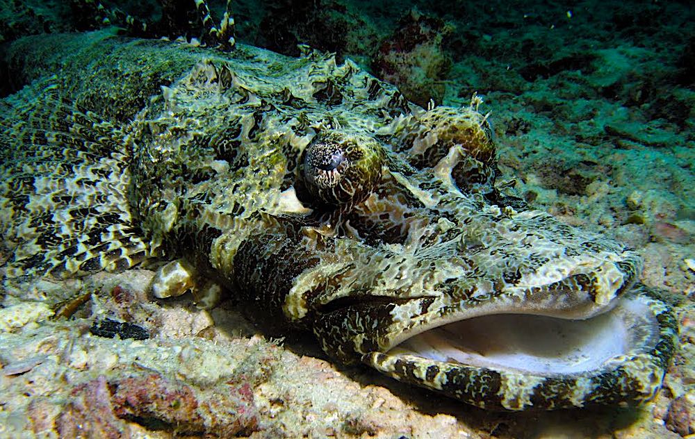 Crocodile Fish - Koh Tao Marine Life Predators