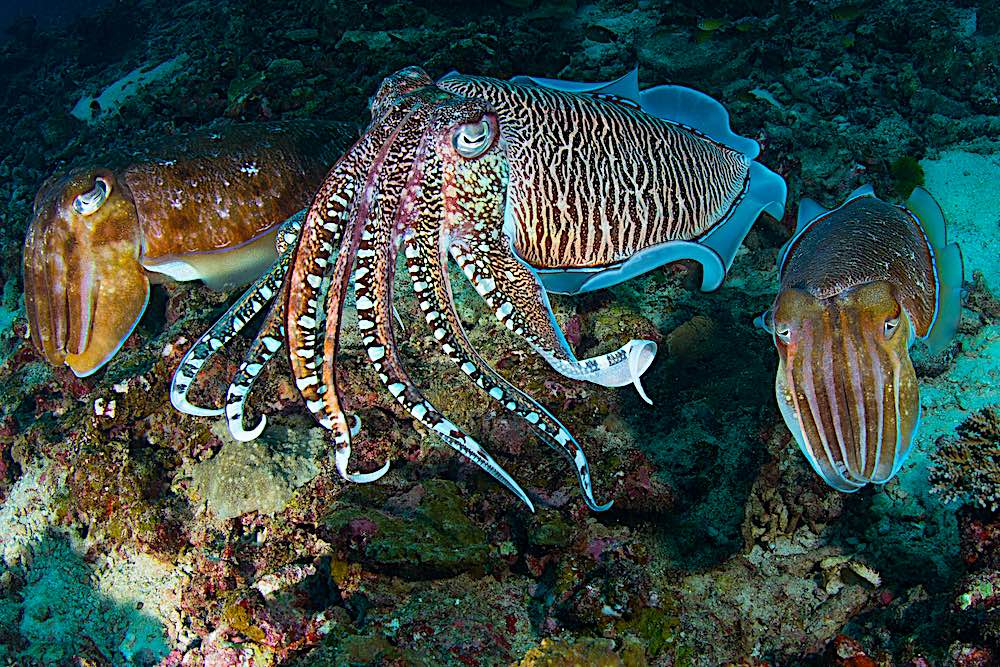 Amazing Cuttlefish - Marine Life