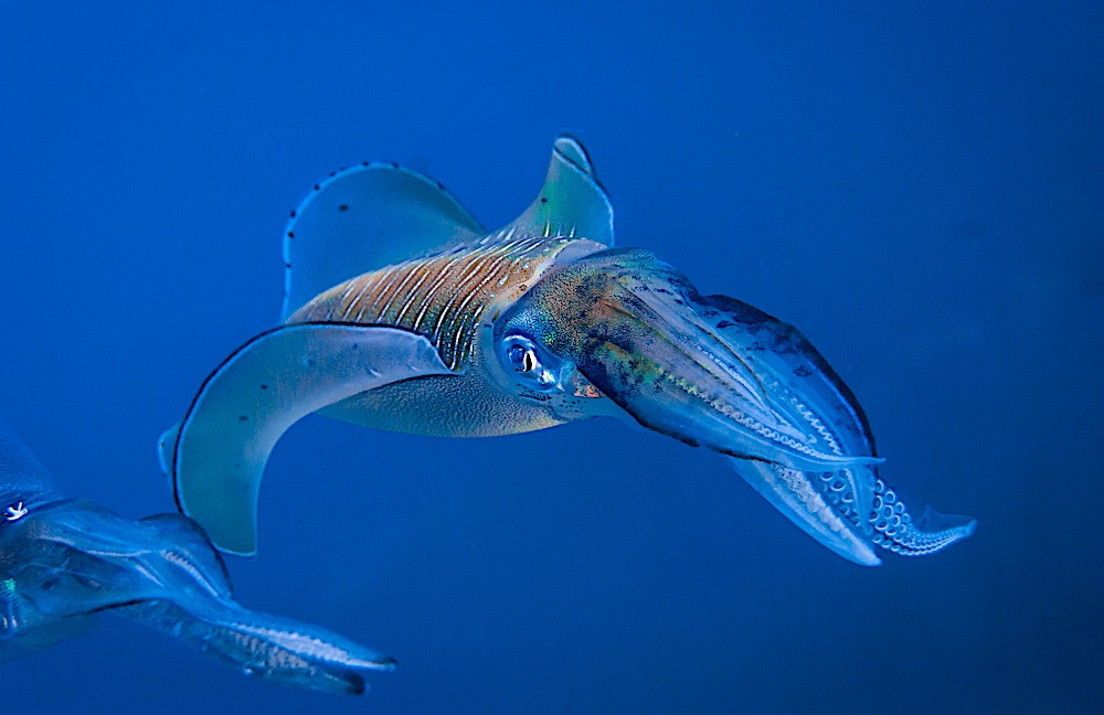 Reef Squid - Marine Life