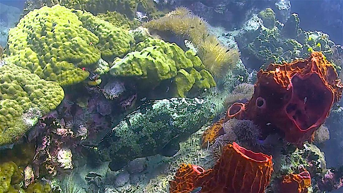 South West Pinnacle Dive Site Koh Tao