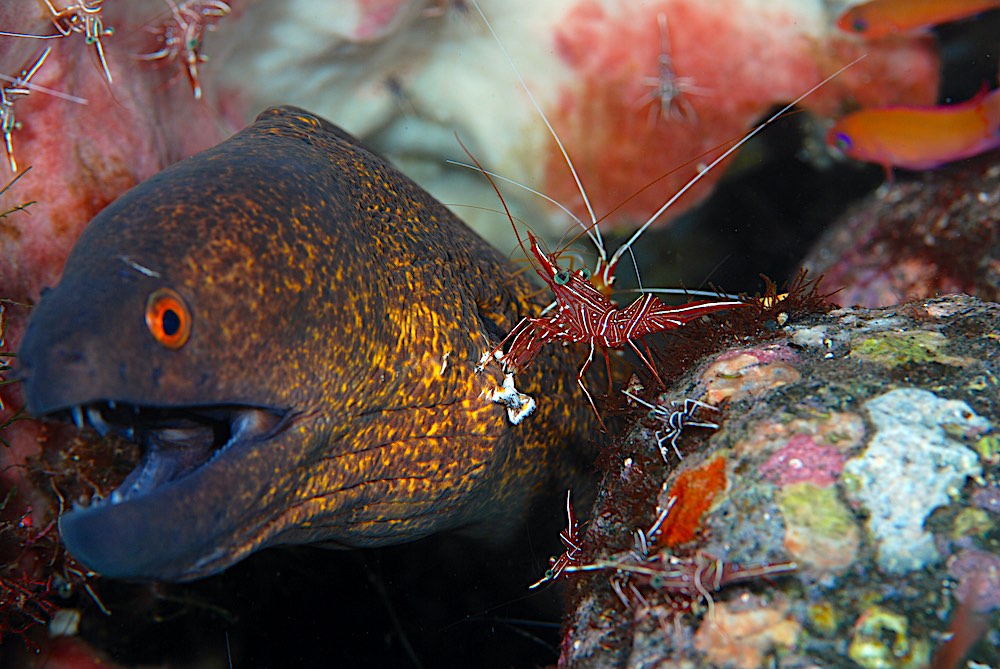 Yellow Edged Moray EEL & Shrimp - Marine Life