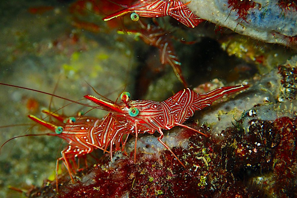 Durban Dancing Shrimp Koh Tao