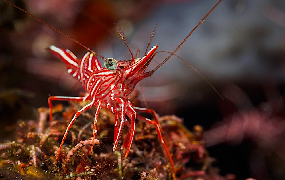 Durban Dancing Shrimp on Koh Tao Marine Life