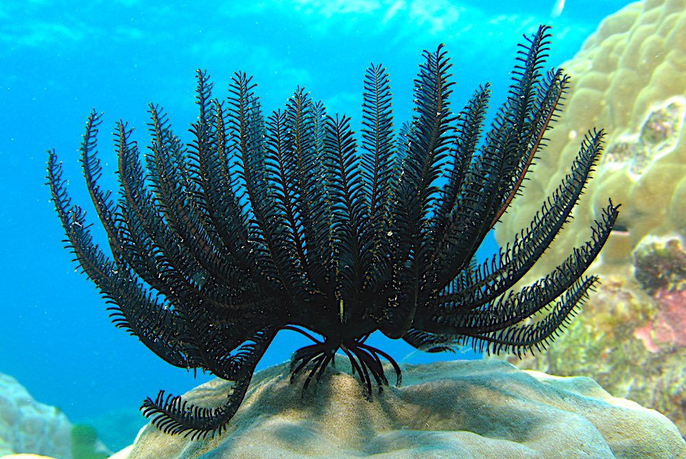 Feather Star Fish 