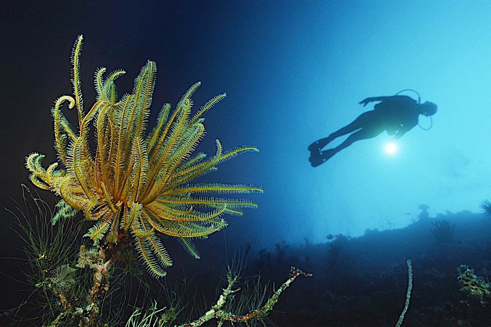 Feather Star Fish Marine Life