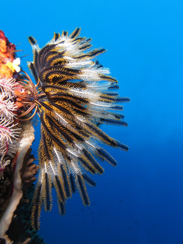 Feather Star Fish Attached to Substrate