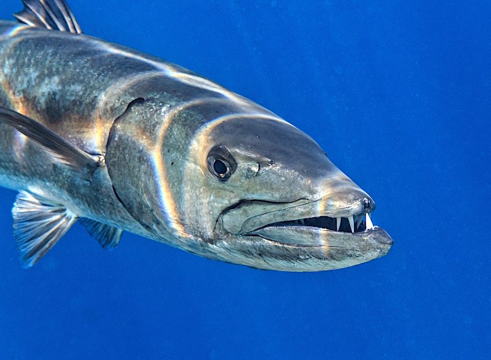 Great Barracuda Koh Tao Marine Life Thailand