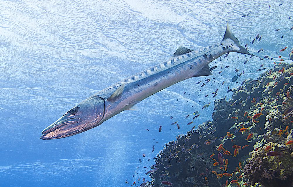 Great Barracuda Koh Tao Thailand