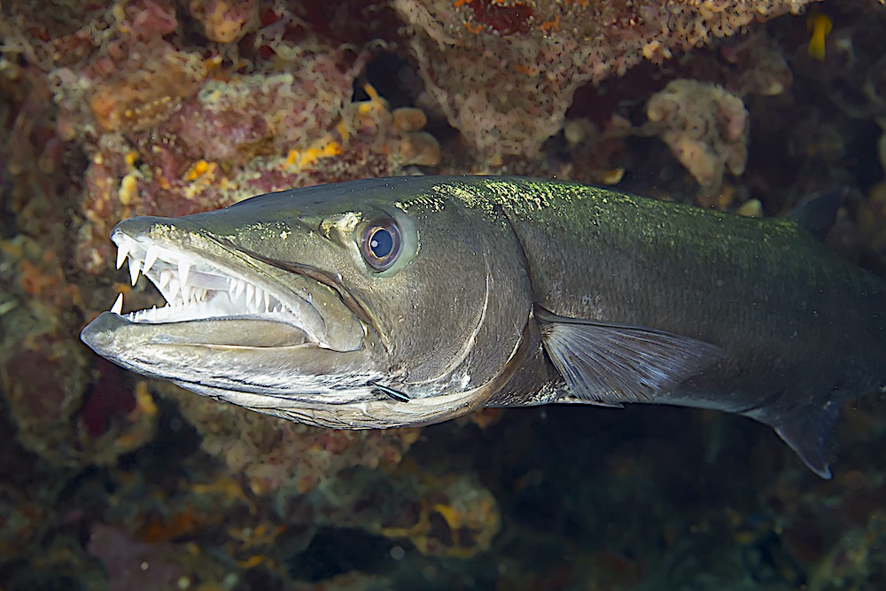 Great Barracuda Koh Tao