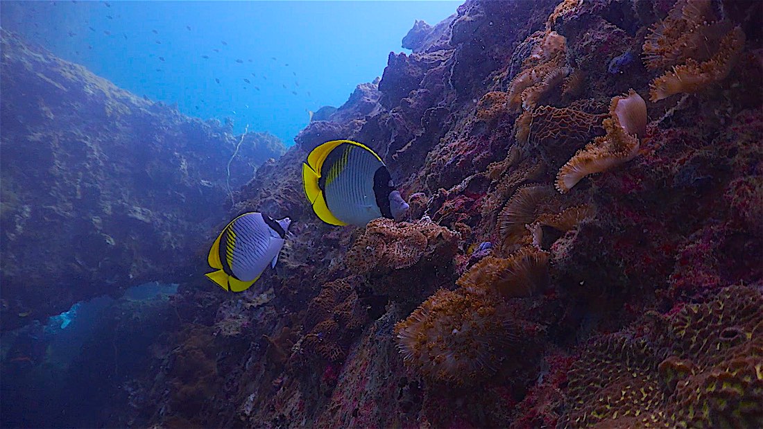 Green Rock Dive Site Koh Tao