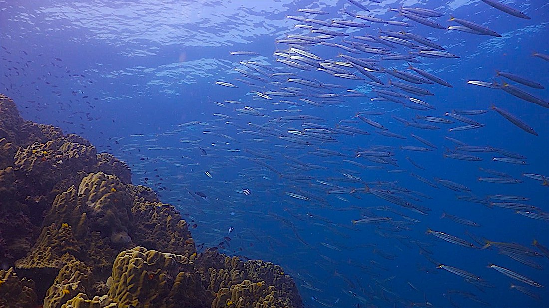 Green Rock Dive Site - Barracuda