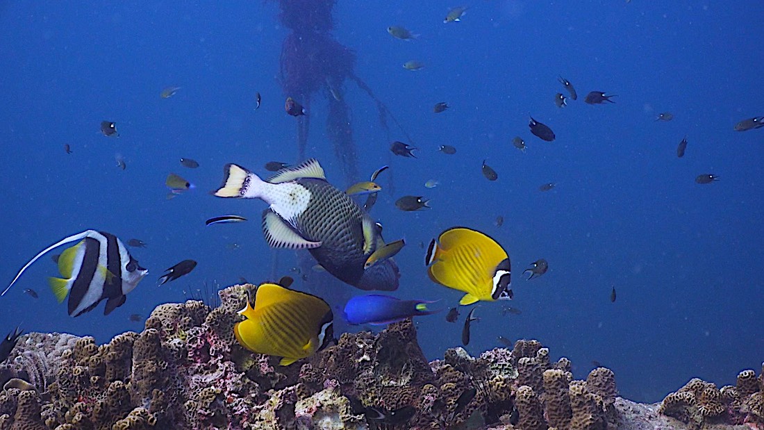 Green Rock Dive Site