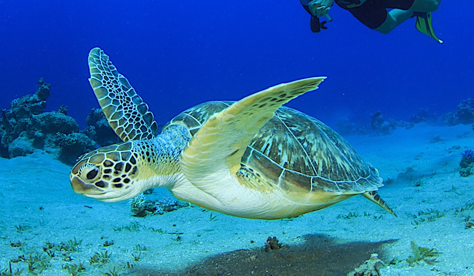 Green Sea Turtle Koh Tao