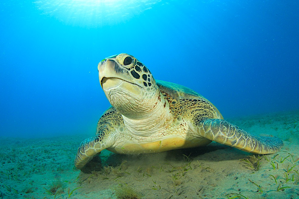 5 choses que vous ne soupçonniez pas sur la tortue de terre