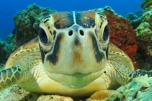 Green Sea Turtles Marine Life Koh Tao