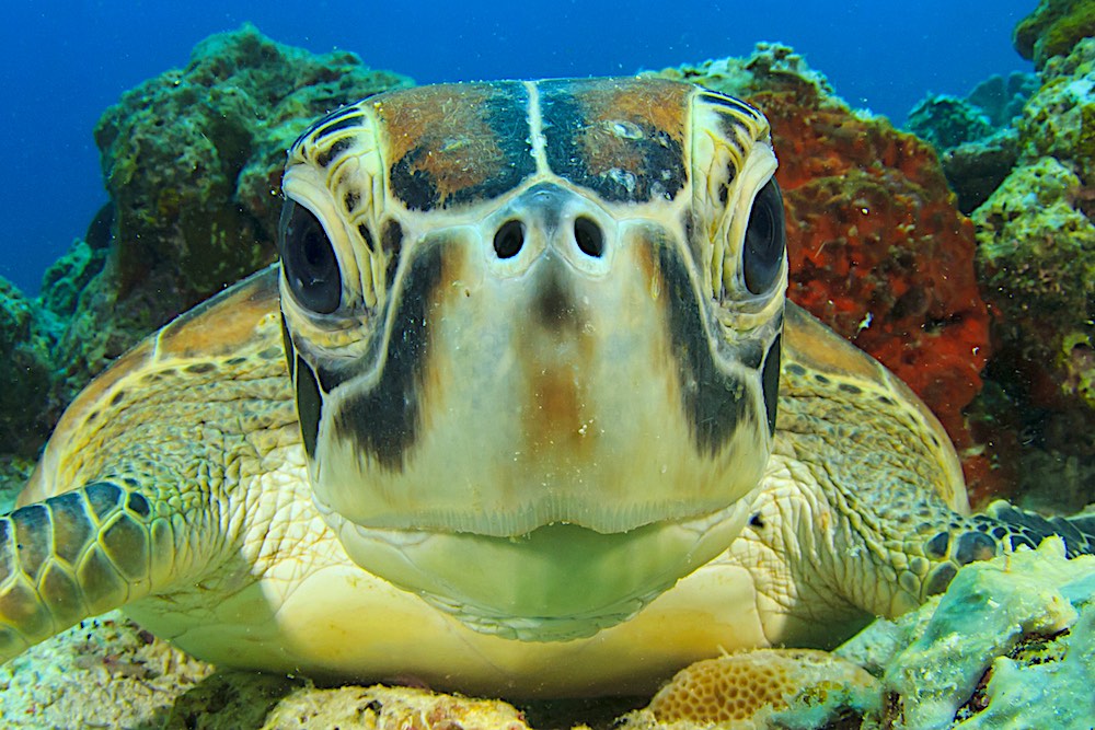 Coral Reef Sea Turtle