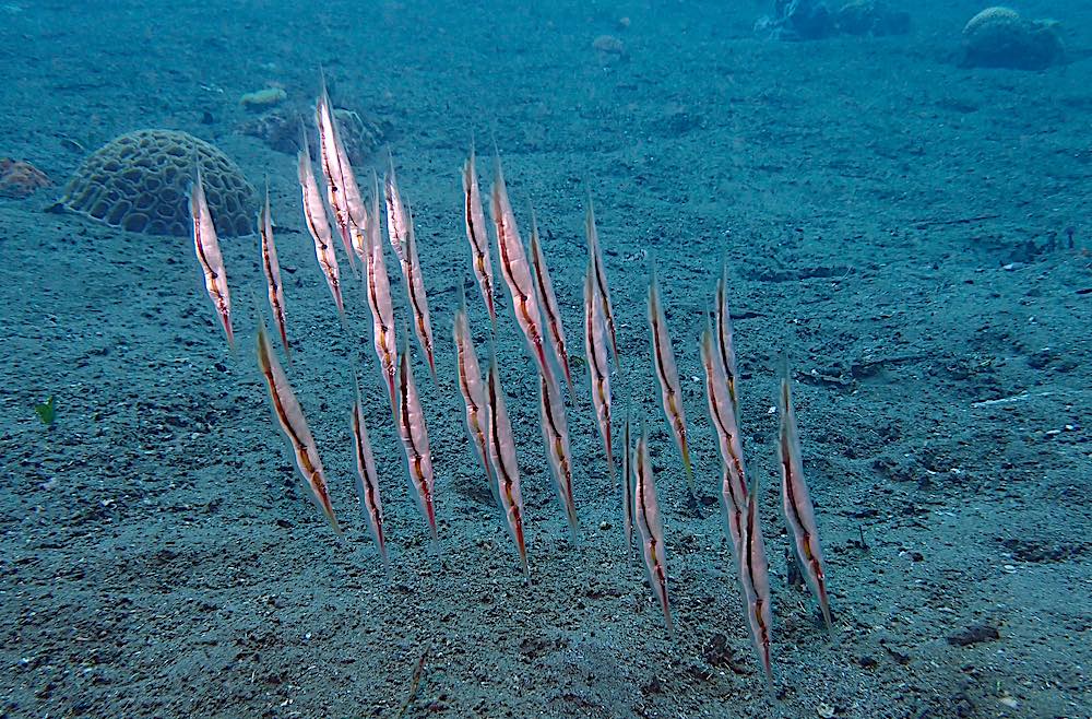 Grooved Razor Fish Koh Tao Marine Life